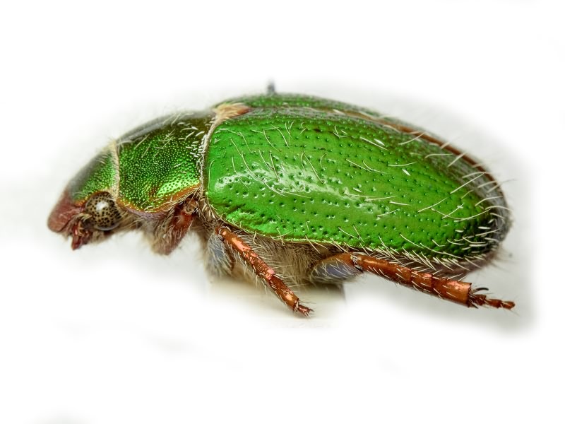 Brachysternus prasinus Guérin-Méneville, 1831